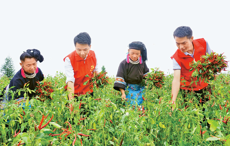  　　貴州省重視年輕干部基層歷練，讓年輕干部在基層墩苗成長。圖為在新一輪駐村幫扶中，黔東南苗族侗族自治州年輕干部與群眾一同在田間勞動，助力鄉(xiāng)村振興。 貴州省委組織部供圖